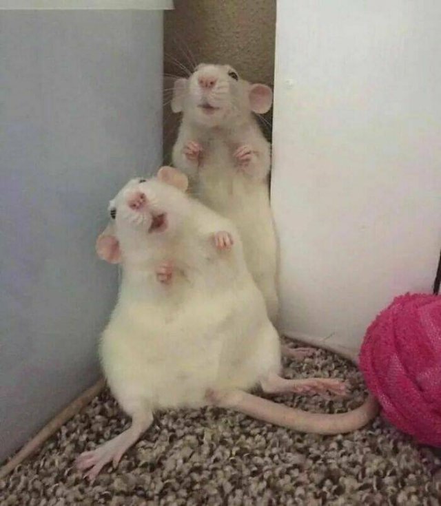 Cute And Funny Rats (26 pics)