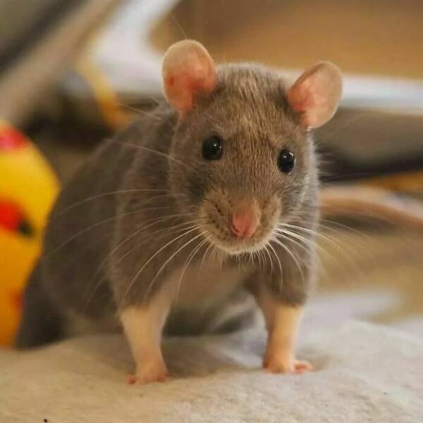 Cute And Funny Rats (26 pics)