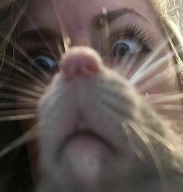 Cute And Funny Rats (26 pics)