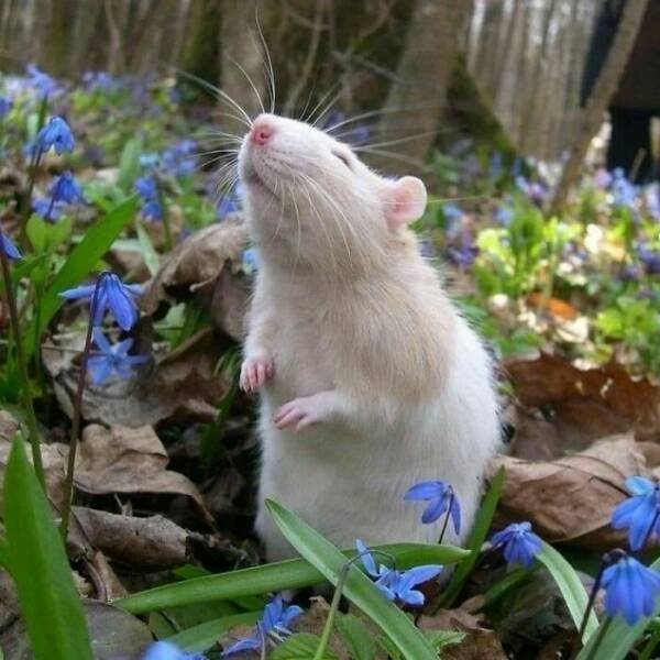 Cute And Funny Rats (26 pics)