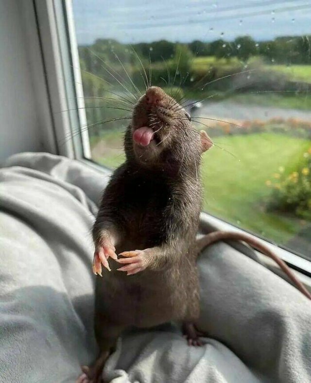 Cute And Funny Rats (26 pics)