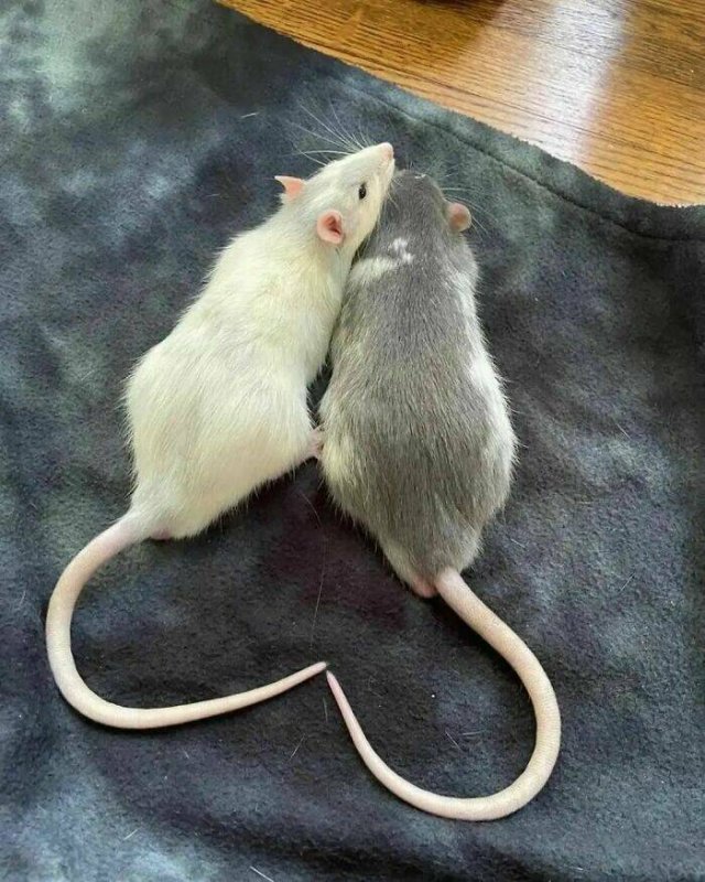 Cute And Funny Rats (26 pics)