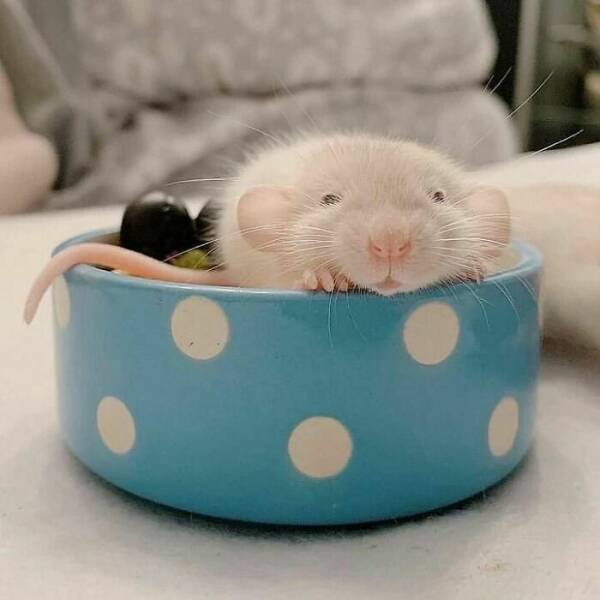 Cute And Funny Rats (26 pics)