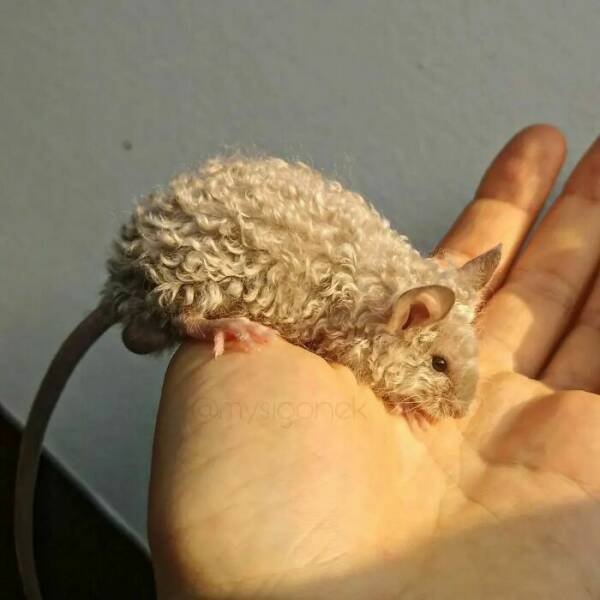 Cute And Funny Rats (26 pics)