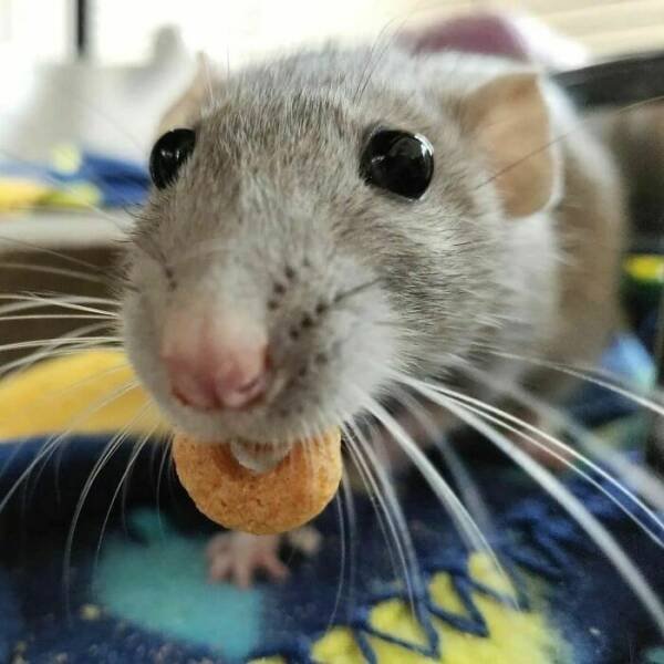 Cute And Funny Rats (26 pics)