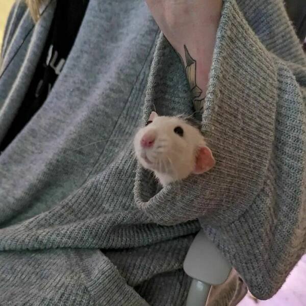 Cute And Funny Rats (26 pics)
