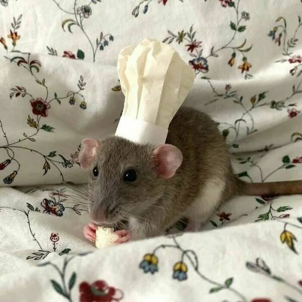 Cute And Funny Rats (26 pics)