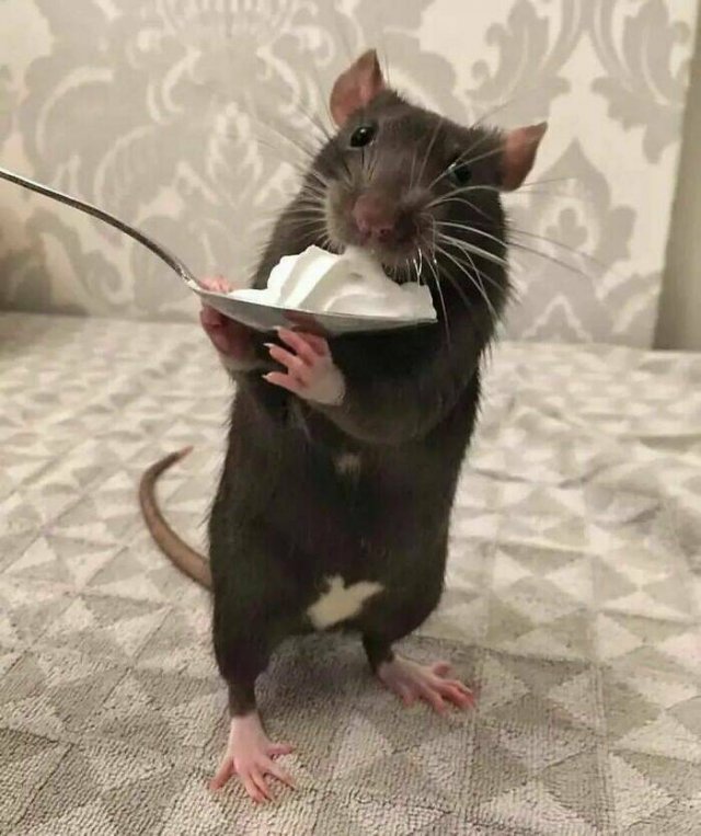 Cute And Funny Rats (26 pics)