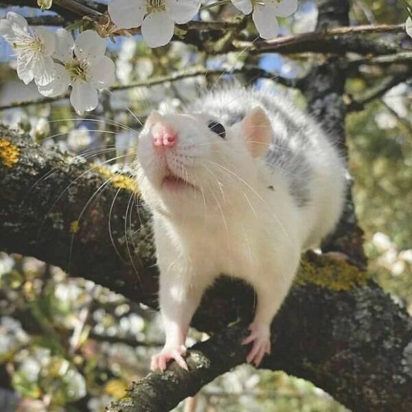 Cute And Funny Rats (26 pics)
