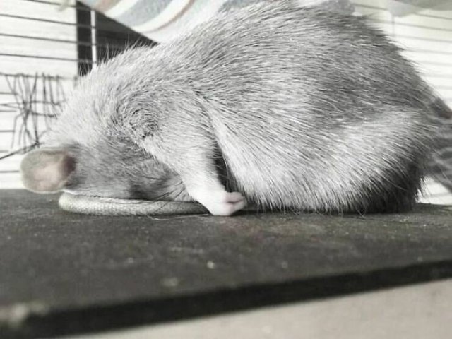 Cute And Funny Rats (26 pics)