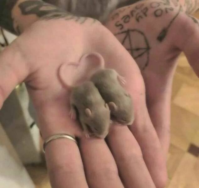 Cute And Funny Rats (26 pics)