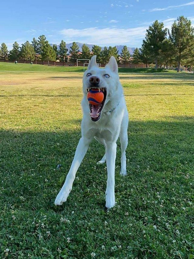 Man's Best Friends (29 pics)