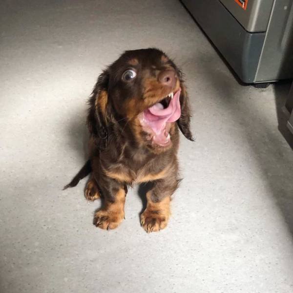 Man's Best Friends (29 pics)