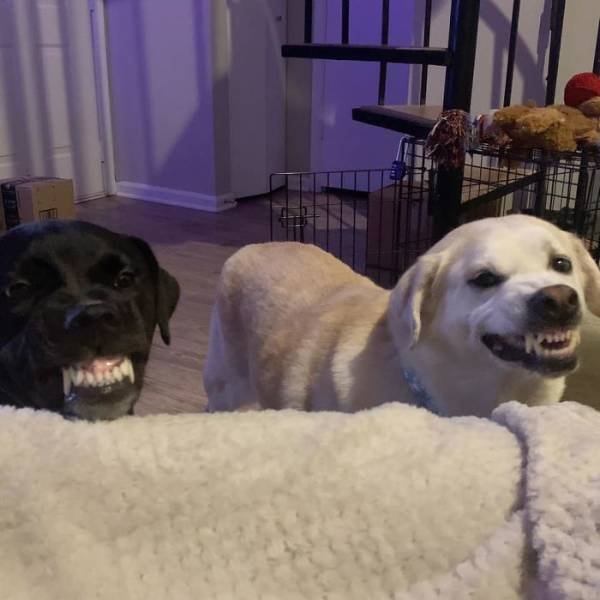 Man's Best Friends (29 pics)