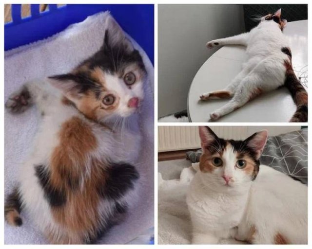 Adopted Pets (32 pics)