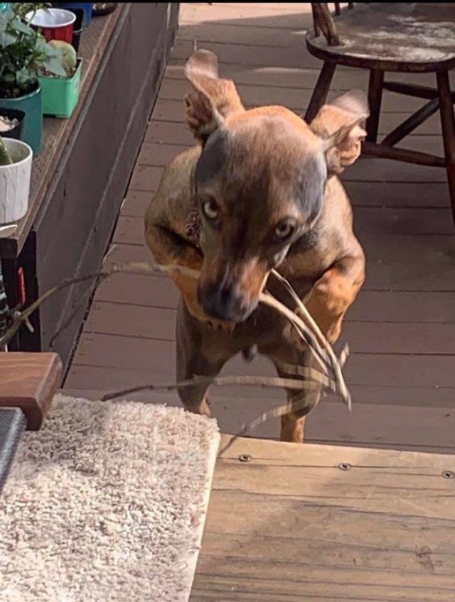 Man's Best Friends (29 pics)