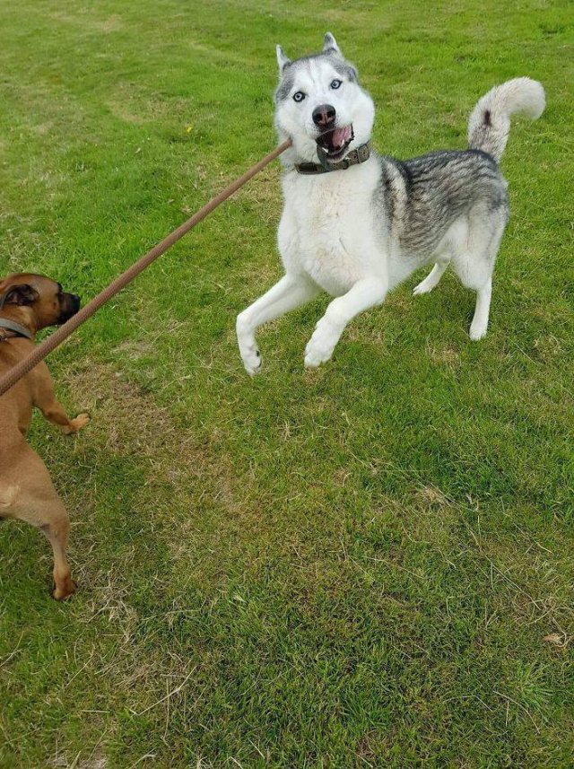 Man's Best Friends (29 pics)