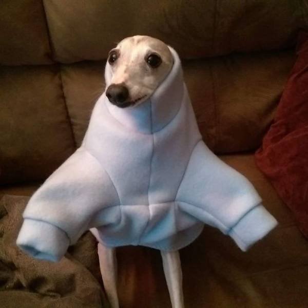 Man's Best Friends (29 pics)