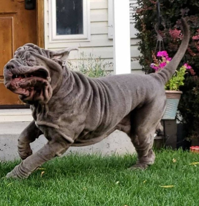 Man's Best Friends (29 pics)