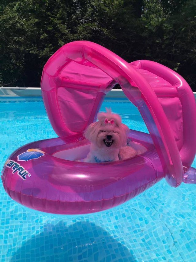 Man's Best Friends (29 pics)