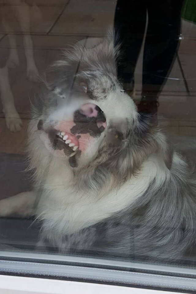 Man's Best Friends (29 pics)