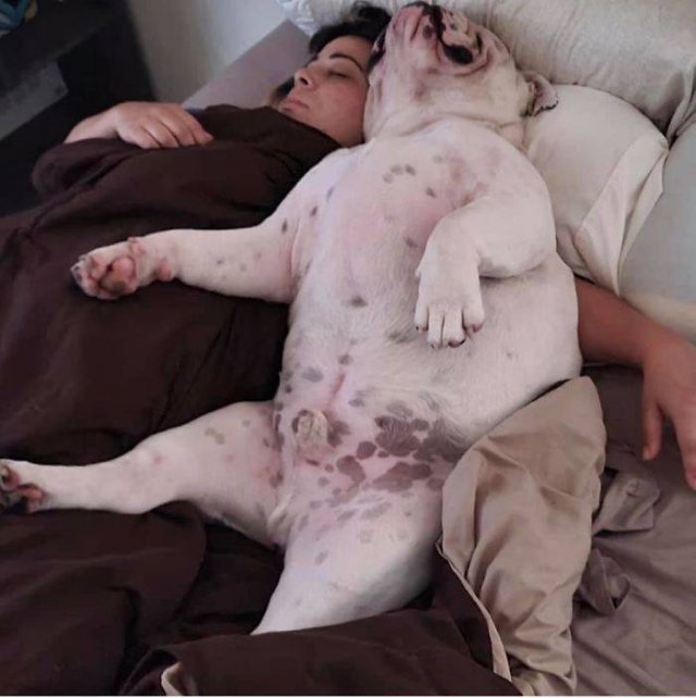 Man's Best Friends (29 pics)