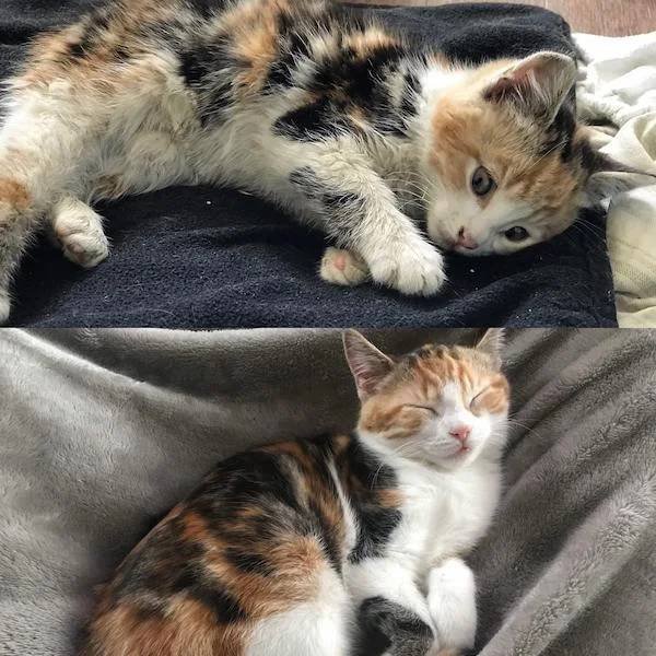 Adopted Pets (32 pics)