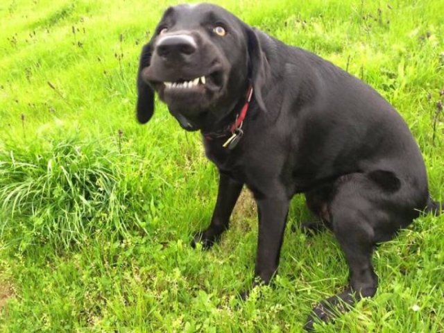 Man's Best Friends (29 pics)