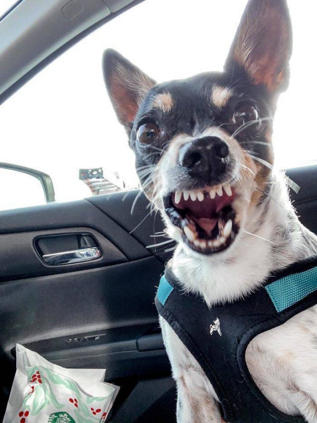 Man's Best Friends (29 pics)