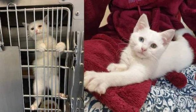 Adopted Pets (32 pics)