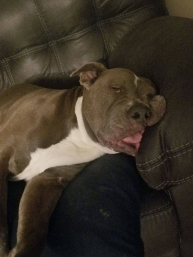 Man's Best Friends (29 pics)
