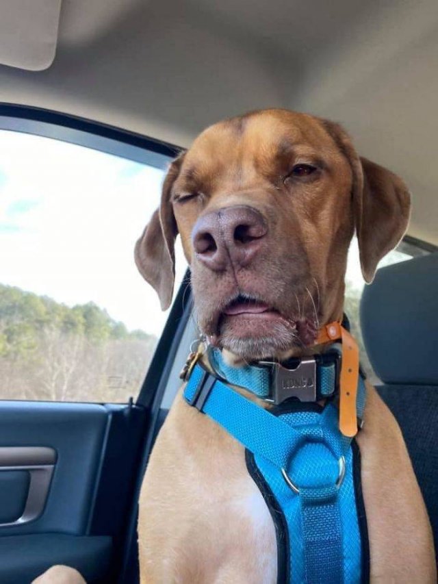Man's Best Friends (29 pics)