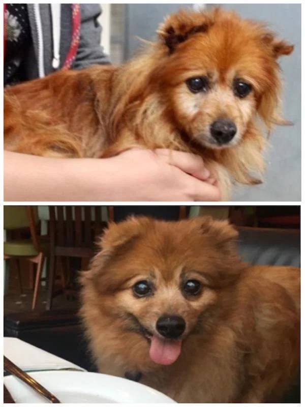 Adopted Pets (32 pics)