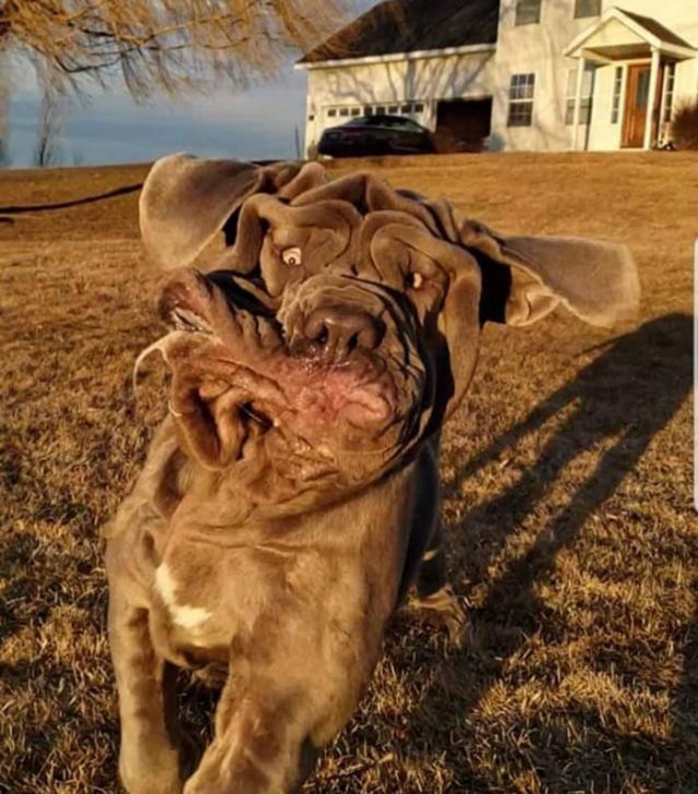 Man's Best Friends (29 pics)