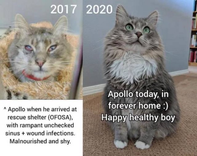Adopted Pets (32 pics)