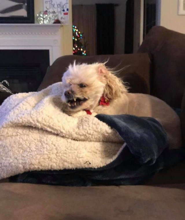 Man's Best Friends (29 pics)