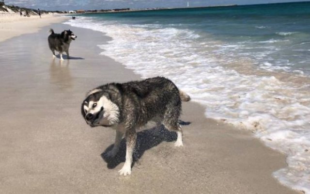 Man's Best Friends (29 pics)