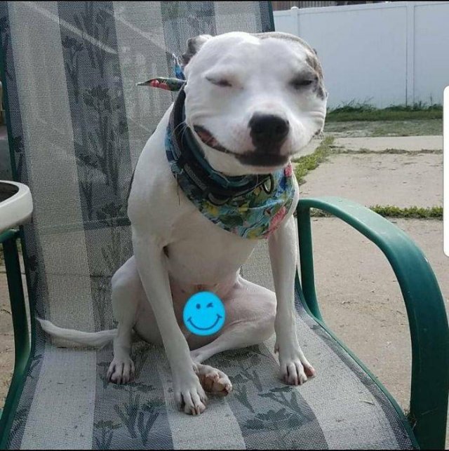 Man's Best Friends (29 pics)