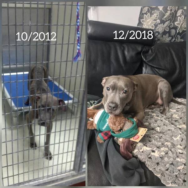 Adopted Pets (32 pics)