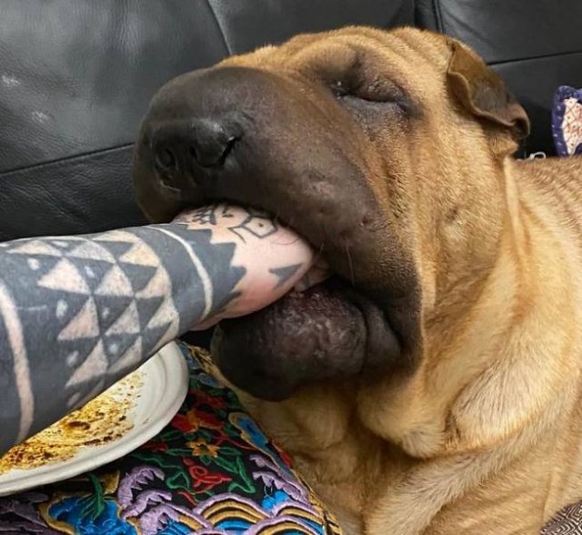 Man's Best Friends (29 pics)