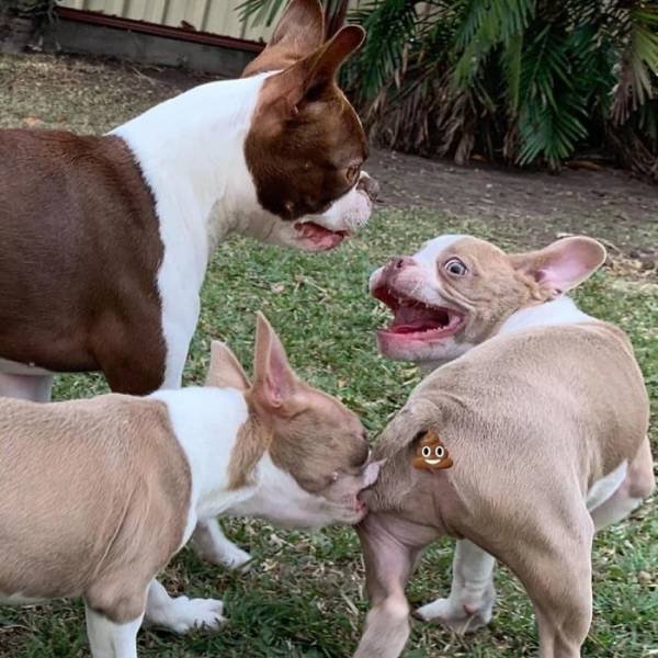 Man's Best Friends (29 pics)