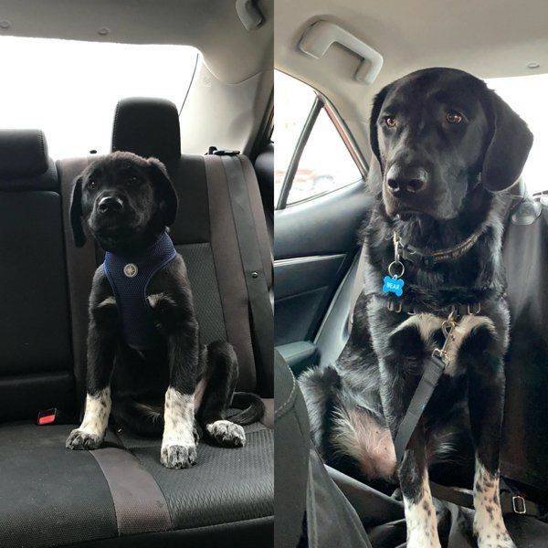 Dogs Grow Very Fast (35 pics)