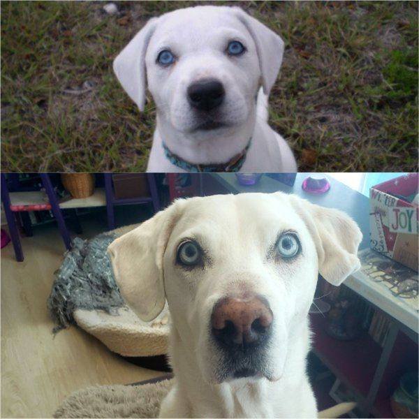 Dogs Grow Very Fast (35 pics)