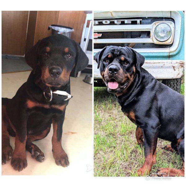 Dogs Grow Very Fast (35 pics)