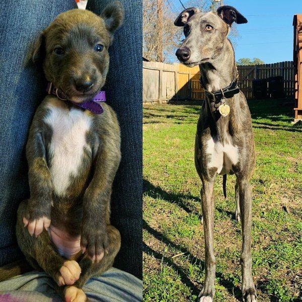 Dogs Grow Very Fast (35 pics)