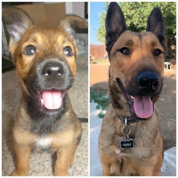Dogs Grow Very Fast (35 pics)