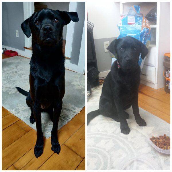 Dogs Grow Very Fast (35 pics)