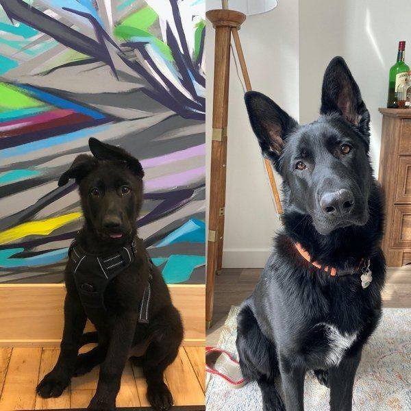 Dogs Grow Very Fast (35 pics)