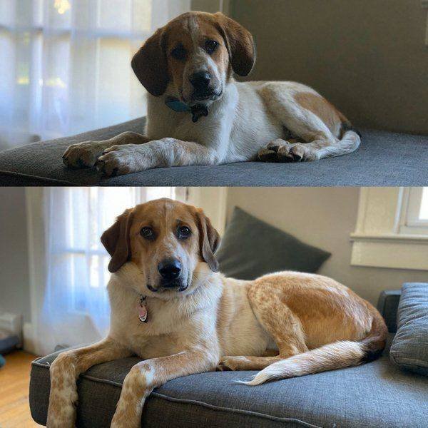 Dogs Grow Very Fast (35 pics)