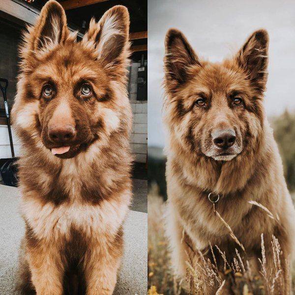 Dogs Grow Very Fast (35 pics)